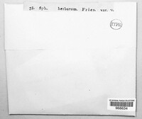Stemphylium vesicarium image